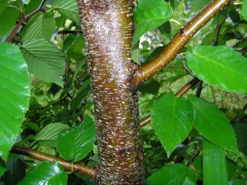 Какие целебные свойства березовых листьев и коры и как их применять. Береза — лечебные свойства и применение