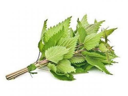 Крапива для роста волос: как использовать и какие есть преимущества 03