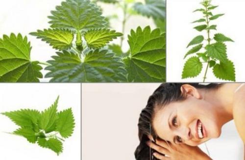 Ополаскивание отваром листьев березы: полезные свойства и простые рецепты 04