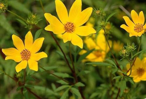 Есть ли противопоказания для использования трав на волосах. Отвары трав для волос от выпадения