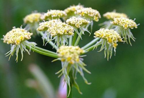 Есть ли противопоказания для использования трав на волосах. Отвары трав для волос от выпадения