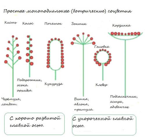 Простой колос. Простые соцветия