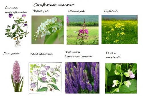 Простой колос. Простые соцветия