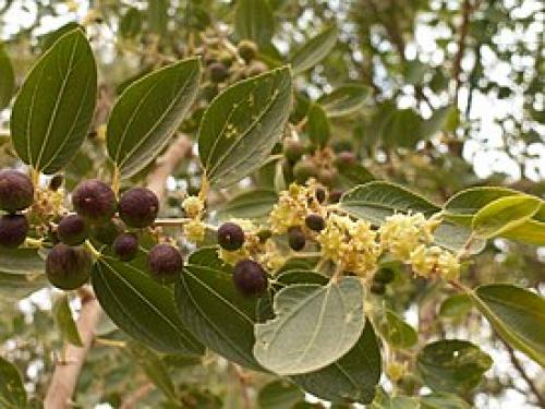 Ziziphus Spina Christi: Всё, что нужно знать о этом уникальном растении 06 Ziziphus Spina Christi: Всё, что нужно знать о этом уникальном растении 06