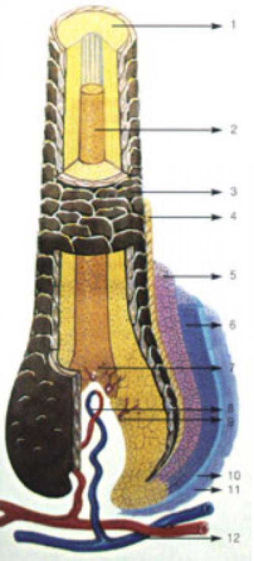 Выпадение волос при мытье и расчесывании. Что может посоветовать специалист 10