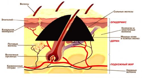 Болезни и аномалии стержней волос. Чем могут быть вызваны болезни волосяного покрова? 07 Болезни и аномалии стержней волос. Чем могут быть вызваны болезни волосяного покрова? 07