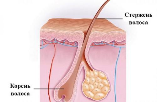 Самые популярные мифы о потере волос. Мифы о волосах, в которые стоит перестать верить 01 Самые популярные мифы о потере волос. Мифы о волосах, в которые стоит перестать верить 01