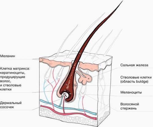 Какие витамины ускоряют рост волос. В каких витаминах нуждаются волосы 10