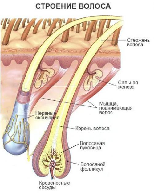 Выпадение волос на теле. Содержание статьи 05