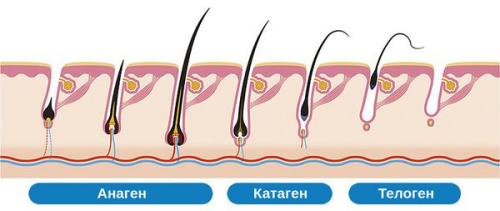 Выпадение волос на теле. Содержание статьи 06