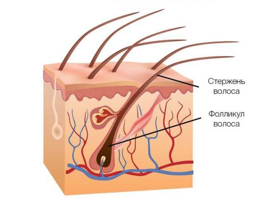 Основные причины выпадения волос. Диффузное телогеновое выпадение волос 02 Основные причины выпадения волос. Диффузное телогеновое выпадение волос 02