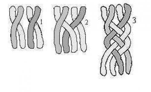 Косички на средние волосы пошагово. Плетение косичек на средние волосы