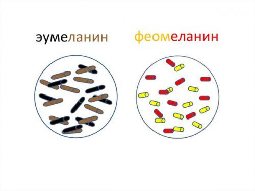 Как определить глубину цвета волос. Изучаем основы колористики или как избежать неудач в окрашивании волос 18 Как определить глубину цвета волос. Изучаем основы колористики или как избежать неудач в окрашивании волос 18