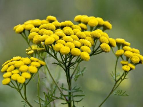 Эффективные народные средства от перхоти – проверенные рецепты в домашних условиях 09 Эффективные народные средства от перхоти – проверенные рецепты в домашних условиях 09