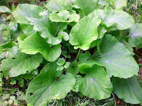 Эффективные народные средства от перхоти – проверенные рецепты в домашних условиях 07 Эффективные народные средства от перхоти – проверенные рецепты в домашних условиях 07