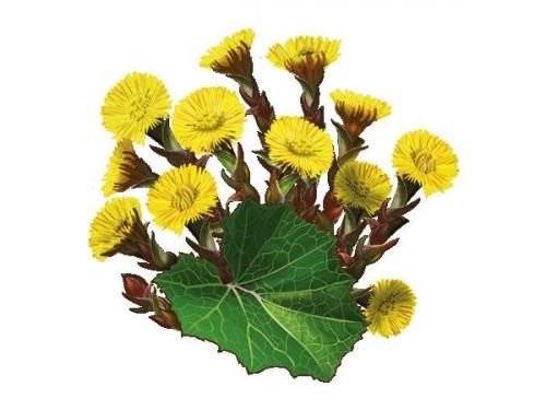 Эффективные народные средства от перхоти – проверенные рецепты в домашних условиях 08 Эффективные народные средства от перхоти – проверенные рецепты в домашних условиях 08