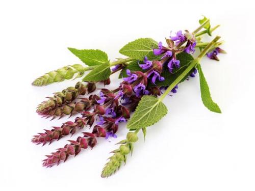 Эффективные народные средства от перхоти – проверенные рецепты в домашних условиях 13 Эффективные народные средства от перхоти – проверенные рецепты в домашних условиях 13