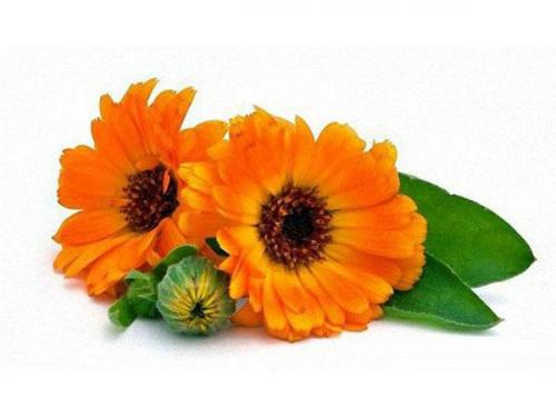 Эффективные народные средства от перхоти – проверенные рецепты в домашних условиях 04 Эффективные народные средства от перхоти – проверенные рецепты в домашних условиях 04