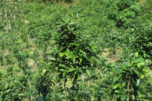 Как работает чайное дерево против перхоти и как его применять. Ухоженные локоны с маслом чайного дерева: рецепты и советы