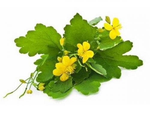 Эффективные способы лечения перхоти народными средствами 09 Эффективные способы лечения перхоти народными средствами 09