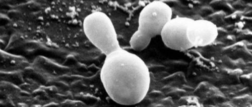 Себорейный дерматит на голове. Дерматит головы: причины, симптомы, методы лечения 03 Себорейный дерматит на голове. Дерматит головы: причины, симптомы, методы лечения 03