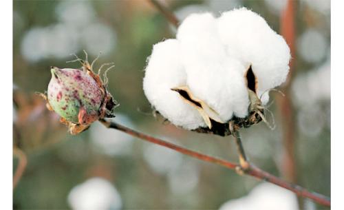 Как дегтярное мыло помогает при псориазе. Поможет ли дегтярное мыло от псориаза