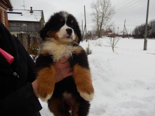 Щенки подросли.  Нам 2 месяца. 01