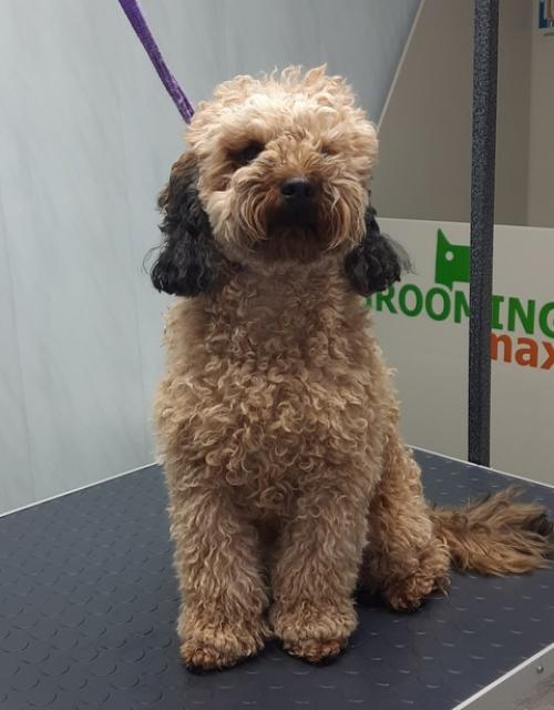 Знакомтесь, это пудель изюм! 02