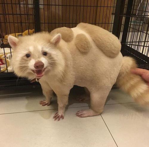 Домашний крошка - енот из Тайваня красив и сам по себе, но новая модная стрижка сделала его еще очаровательнее. 04