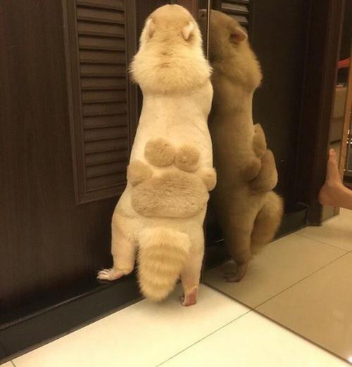 Домашний крошка - енот из Тайваня красив и сам по себе, но новая модная стрижка сделала его еще очаровательнее. 02