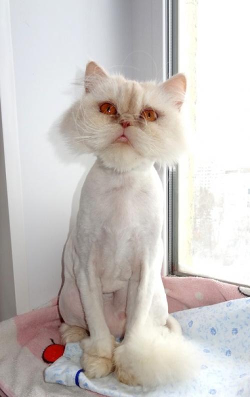 Кармен. Вот такая красота добрые руки ищет. 01