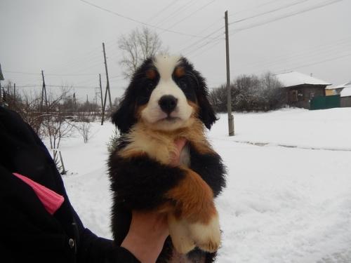 Щенки подросли.  Нам 2 месяца. 02