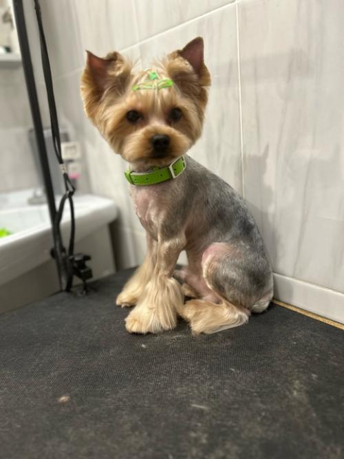 Йорки!  Все как на подбор с прическами! 01