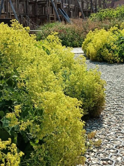 В сентябре у меня появился второй ландшафтный проект. 04 В сентябре у меня появился второй ландшафтный проект. 04