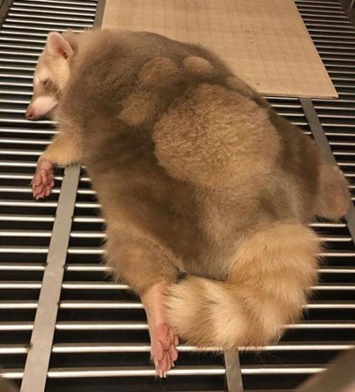 Домашний крошка - енот из Тайваня красив и сам по себе, но новая модная стрижка сделала его еще очаровательнее. 07