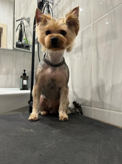 Йорки!  Все как на подбор с прическами! 02