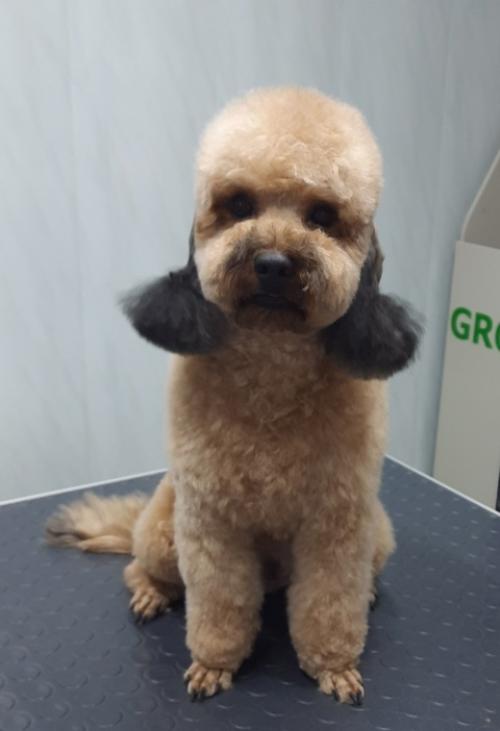 Знакомтесь, это пудель изюм! 01