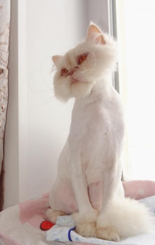 Кармен. Вот такая красота добрые руки ищет. 02