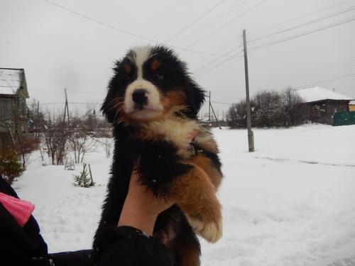 Щенки подросли.  Нам 2 месяца. 05