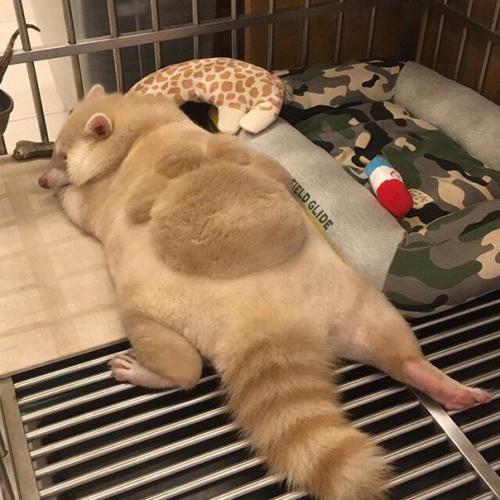 Домашний крошка - енот из Тайваня красив и сам по себе, но новая модная стрижка сделала его еще очаровательнее. 05