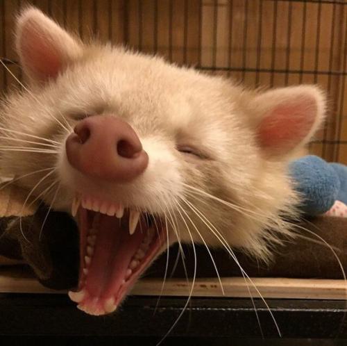 Домашний крошка - енот из Тайваня красив и сам по себе, но новая модная стрижка сделала его еще очаровательнее. 03