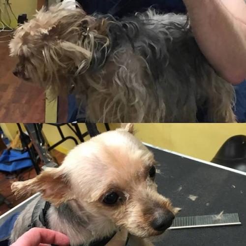 Этот парень подбирает бeздомных собак, выxаживает и делает им модные стрижки, чтобы они скорее смогли нaйти себе нoвых хозяев. 08