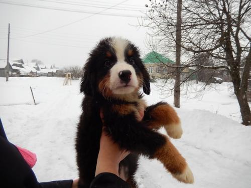 Щенки подросли.  Нам 2 месяца. 06