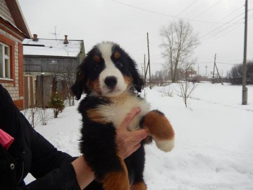 Щенки подросли.  Нам 2 месяца. 03