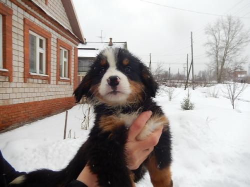 Щенки подросли.  Нам 2 месяца. 04