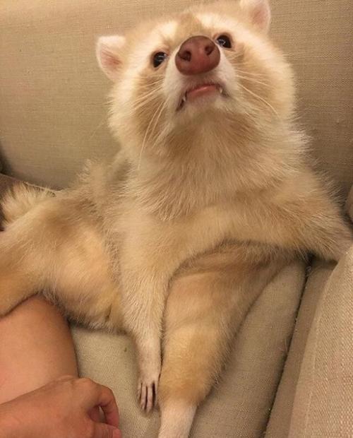 Домашний крошка - енот из Тайваня красив и сам по себе, но новая модная стрижка сделала его еще очаровательнее. 01