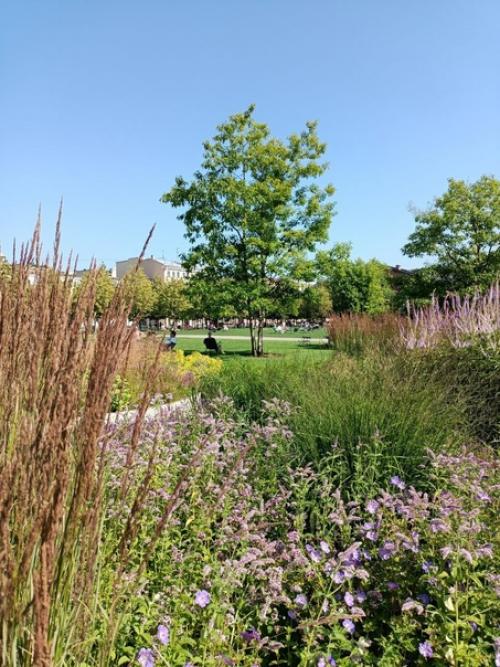 В сентябре у меня появился второй ландшафтный проект. 02 В сентябре у меня появился второй ландшафтный проект. 02