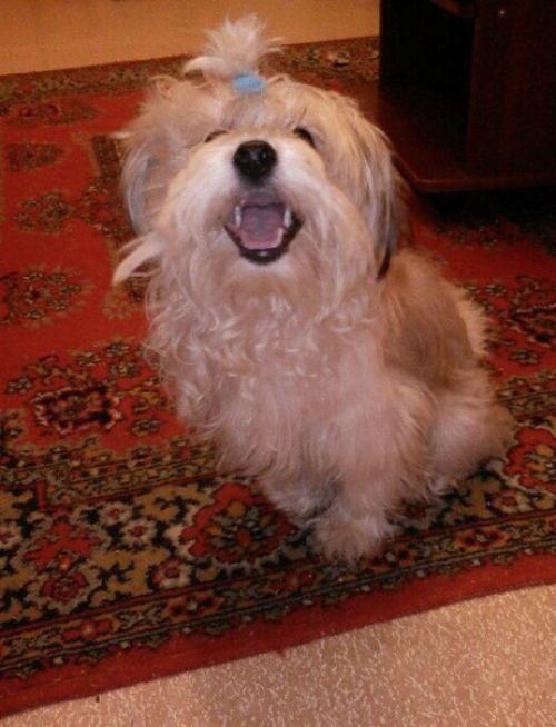 Пошаговая инструкция как из собаки - буки? 03