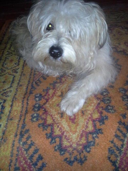 Пошаговая инструкция как из собаки - буки? 01