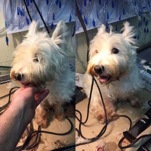 Марк имхоф из Нью-йорка находит старых и бездомных собак, кормит, отмывает и делает им модные стрижки, чтобы они, наконец, смогли найти свой дом. 05